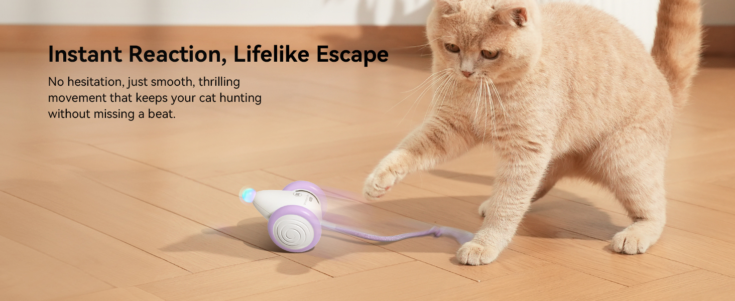 cat toys mouse