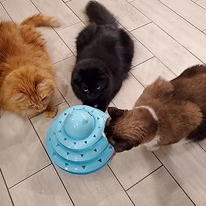 cat toy
