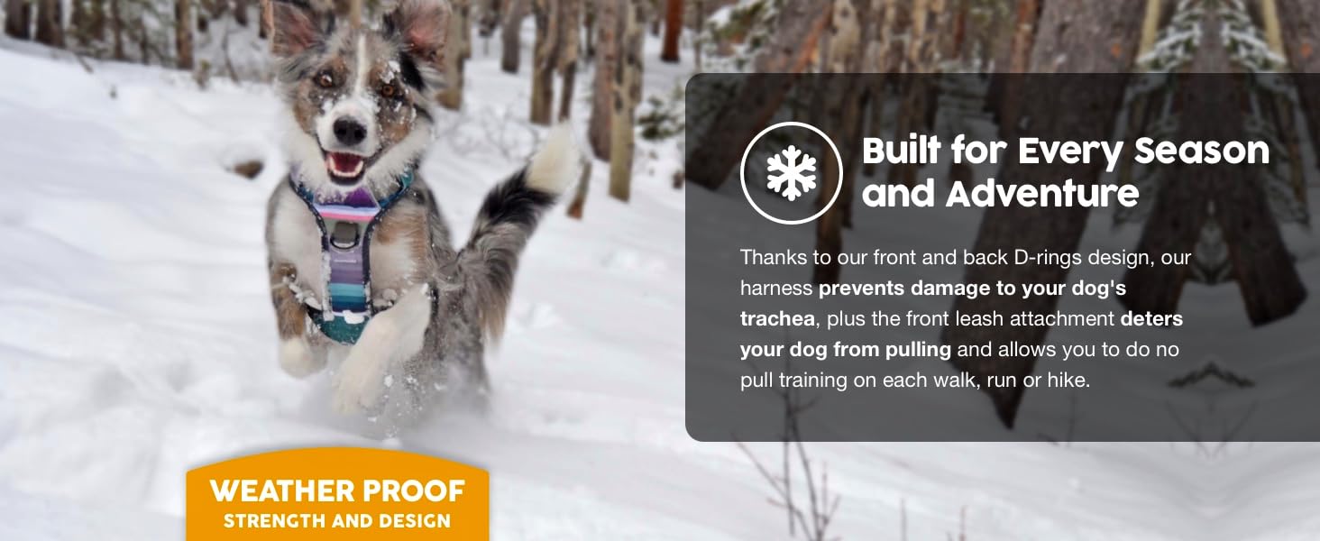 adventure harness is built for every season, designed for no pull training