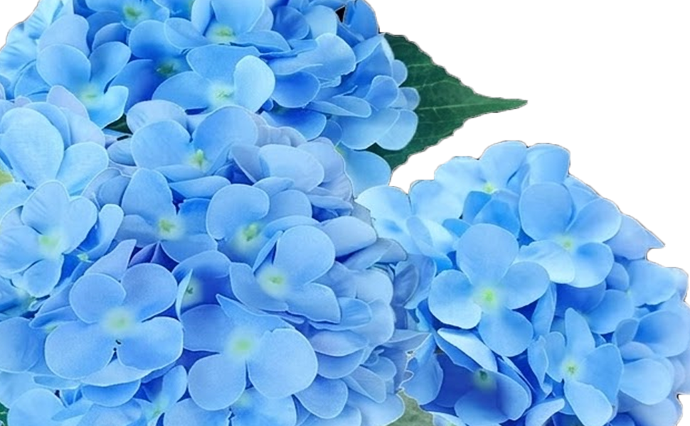 blue hydrangea