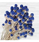 50 Pcs Natural Blue Dried Thistle Flowers Bouquet, Bulk Dried Craspedia Billy Balls Button Plant,...
