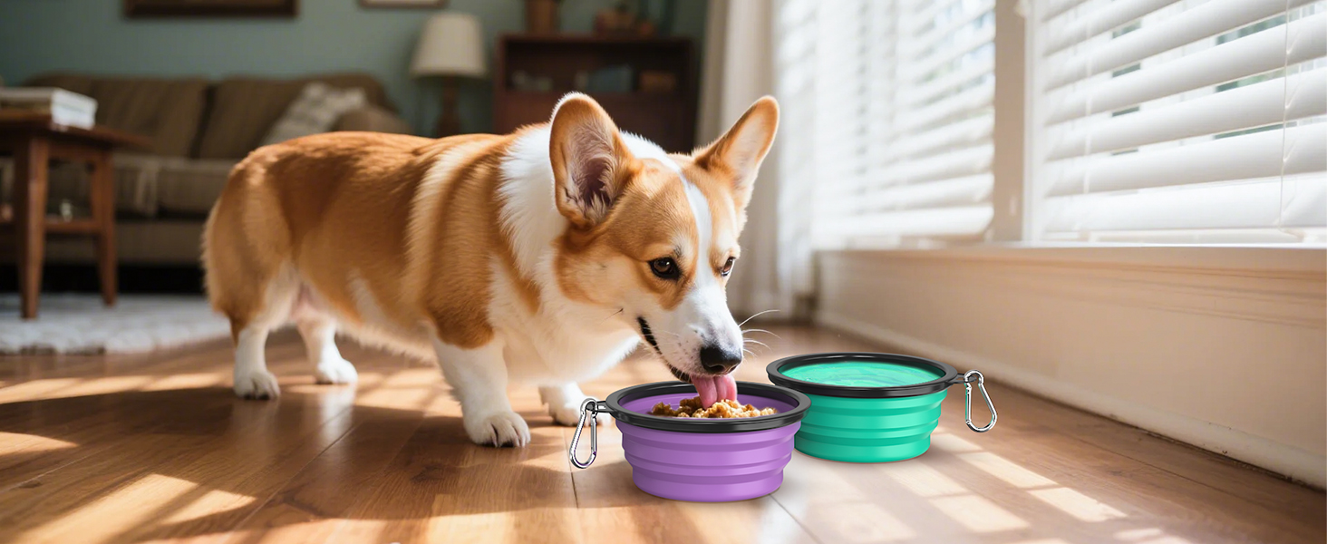 collapsible dog bowls