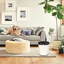 can be used in living room