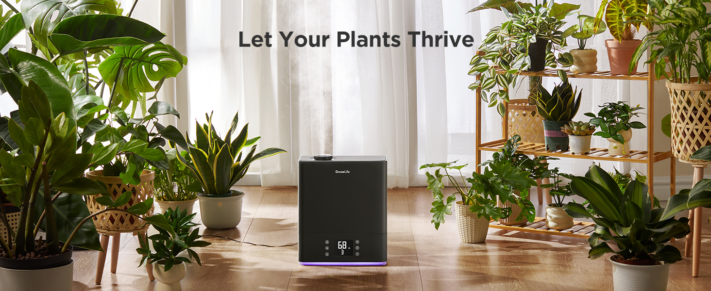 plants room