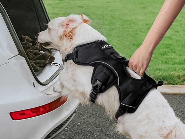 dog harness with support handle