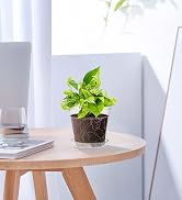 clear nursery pots