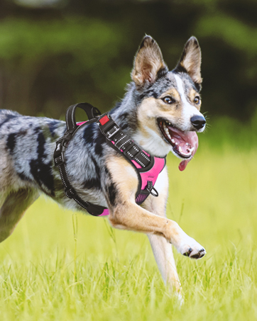 dog harness