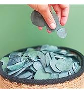 1600+ Preserved Real Eucalyptus Leaves Small, 100% Natural Bulk Eucalyptus, Wedding...