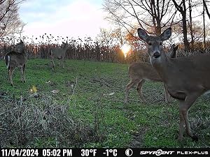 FLEX-PLUS cellular trail camera picture of whitetail deer