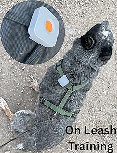On Leash Vibration Dog Traing Device