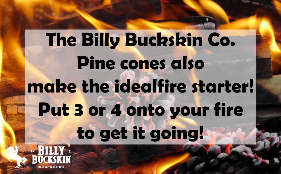 pine cone