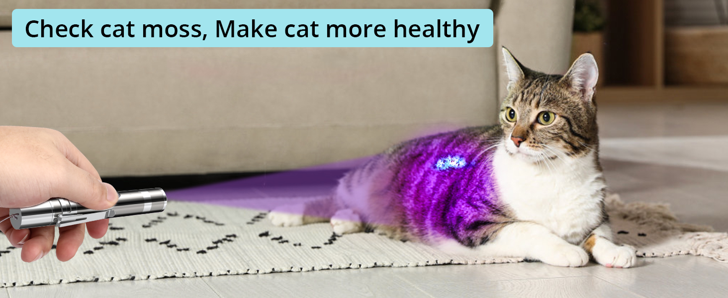 cat toy
