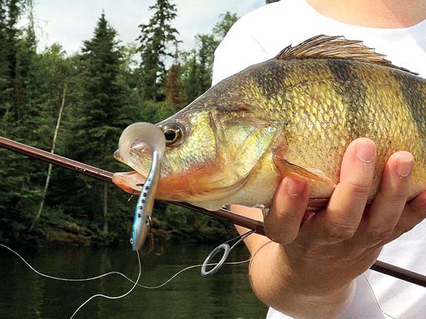 soft bait lure