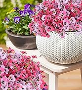 outdoor flowers