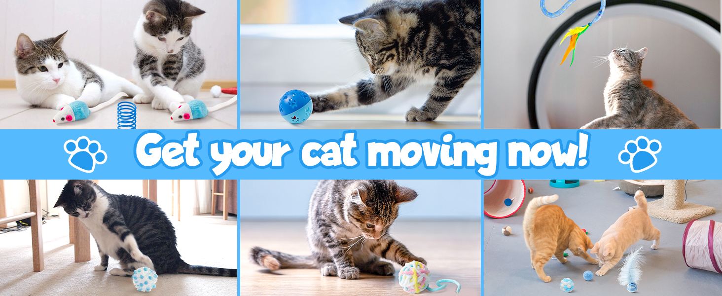 Get your cat moving now