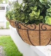 plants hooks 13inch