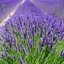 reed diffuser