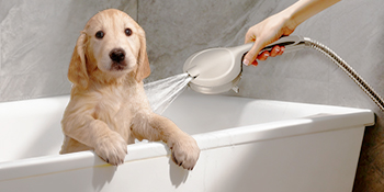 brass shower hose