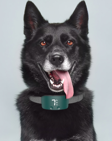 dog shock collar
