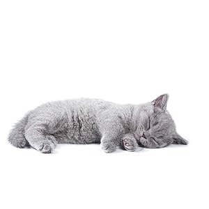 cat kitten clean litter box