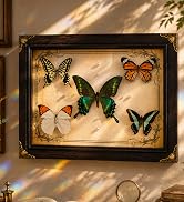 butterfly wall decor
