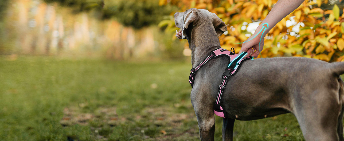 dog harness