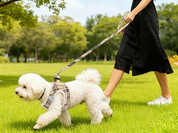 dog harness