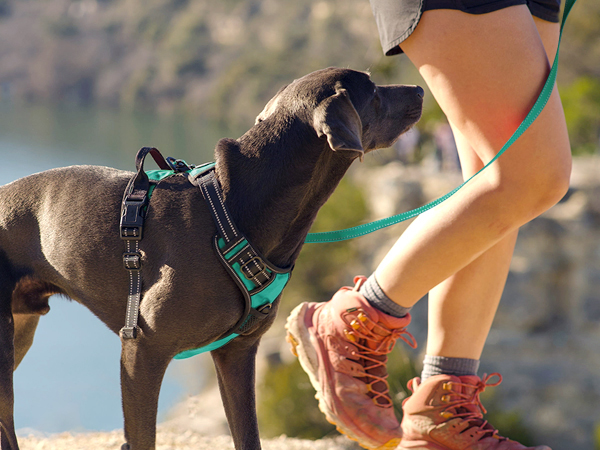 dog harness