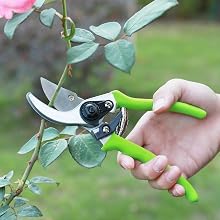 8 in. pruner trimming rose