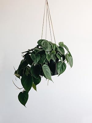 hang plant