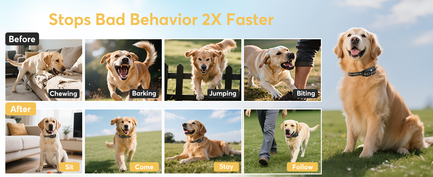e collar for dogs training
