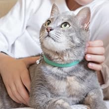 a cat lookin up