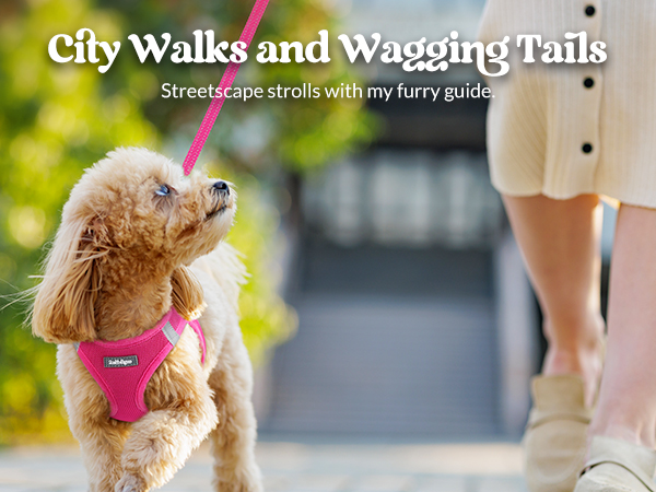 dog harness and leash set