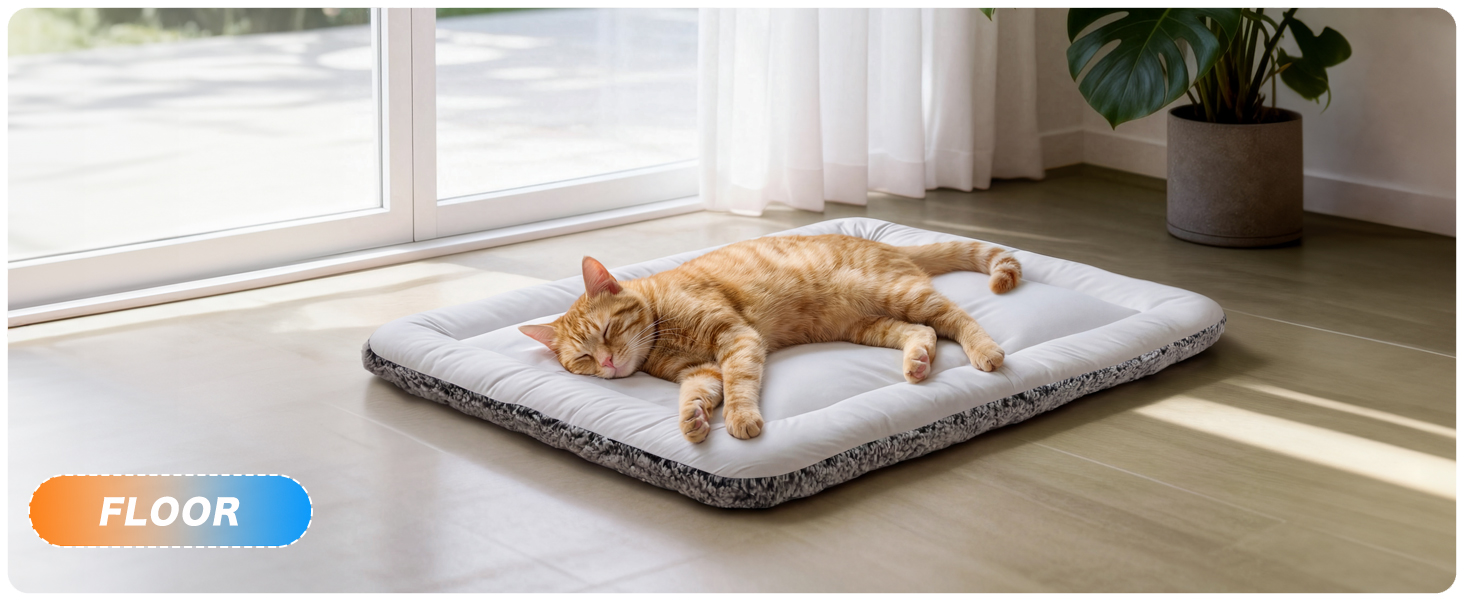 pet cat supplies