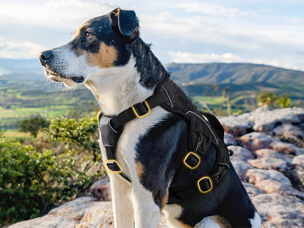 dog harness for large dogs