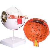 Ultrassist Human Eye Model 6X Enlarged with Removable Stand, Anatomical Eyeball Model for Science...