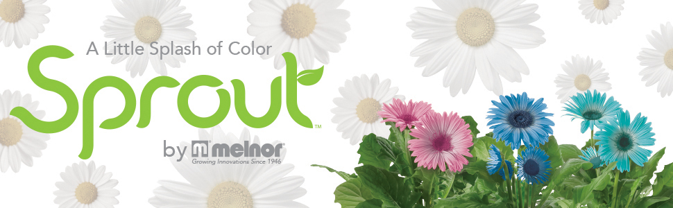 Sprout logo, "A Little Splash of Color" text on white background with daisies