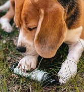 beagal with biobag