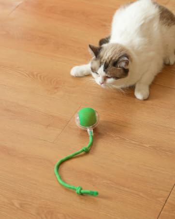A white and brown cat watching a green interactive toy ball with a rope tail on a wooden floor.