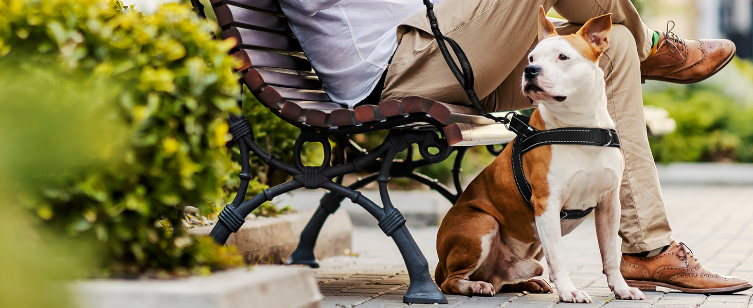 dog harness