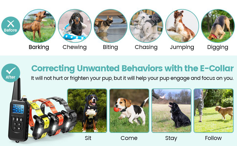 dog training collar with remote