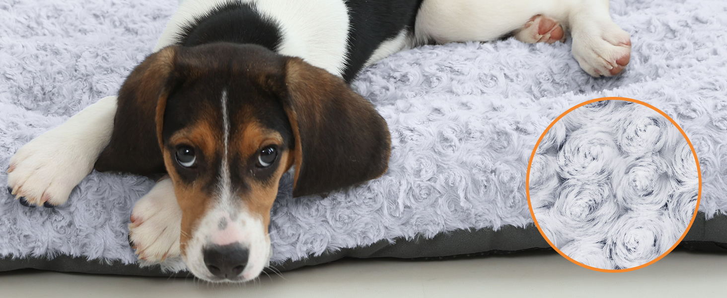 dog bed