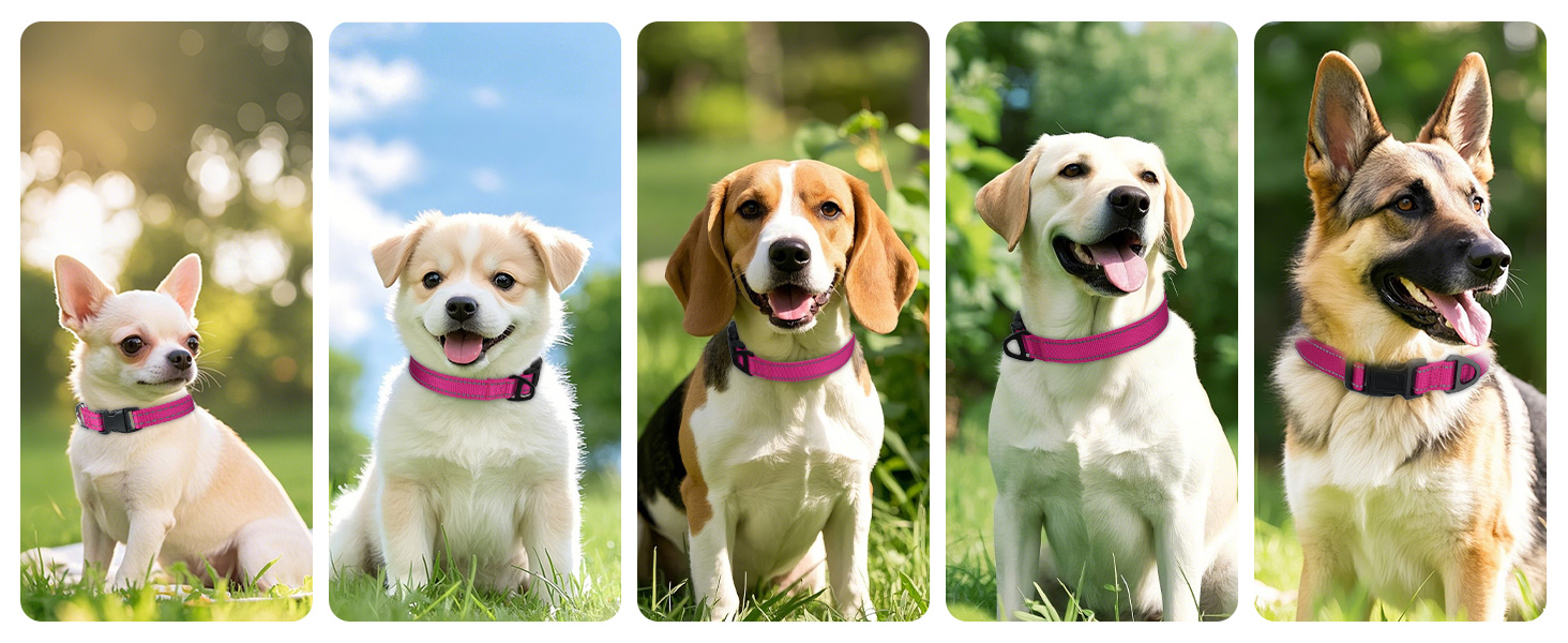 dog collar