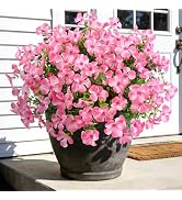 Ouddy Decor 12 Pcs Artificial Geranium Flowers for Outdoors, Fake Silk Flowers UV Resistant Reali...