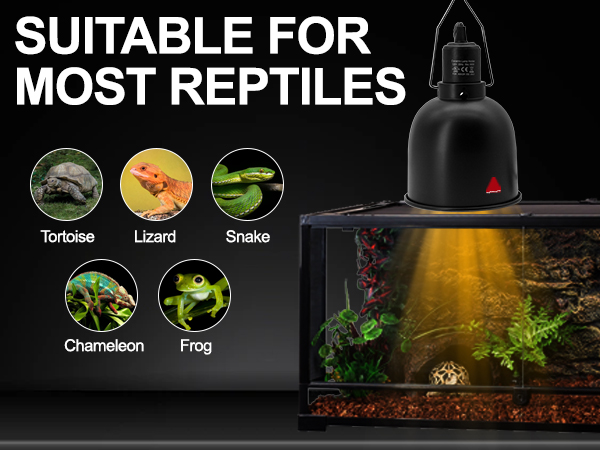 reptile light fixture
