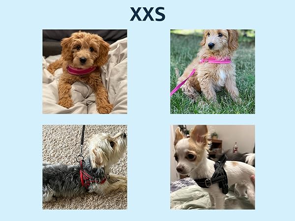 small dog harness