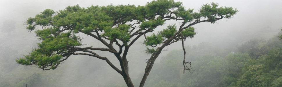 acacia tree