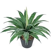 Velener Artificial Agave Plant in Black Pot with Real Stone Pebbles, Large Fake Agave Plants with...
