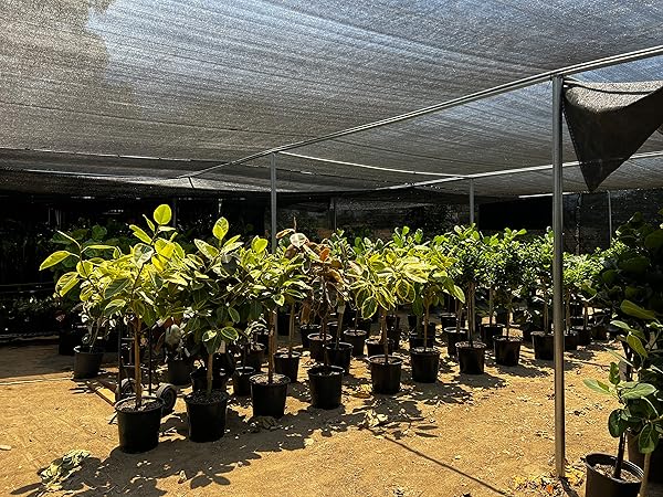 Nursery shading