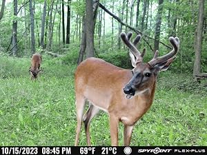 FLEX-PLUS cellular trail camera picture of whitetail deer